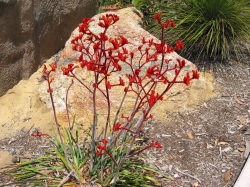 Kangaroo Paw, im Botanischer Garten