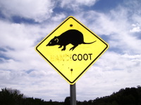 Beutelratte/Tasm. Teufel