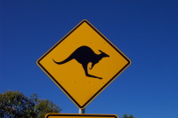 Känguru
