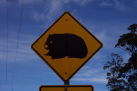 Wombat