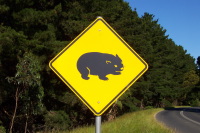 Wombat